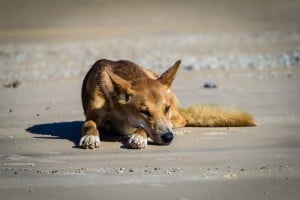 See local wildlife and native dingoes on this Fraser Island day tour