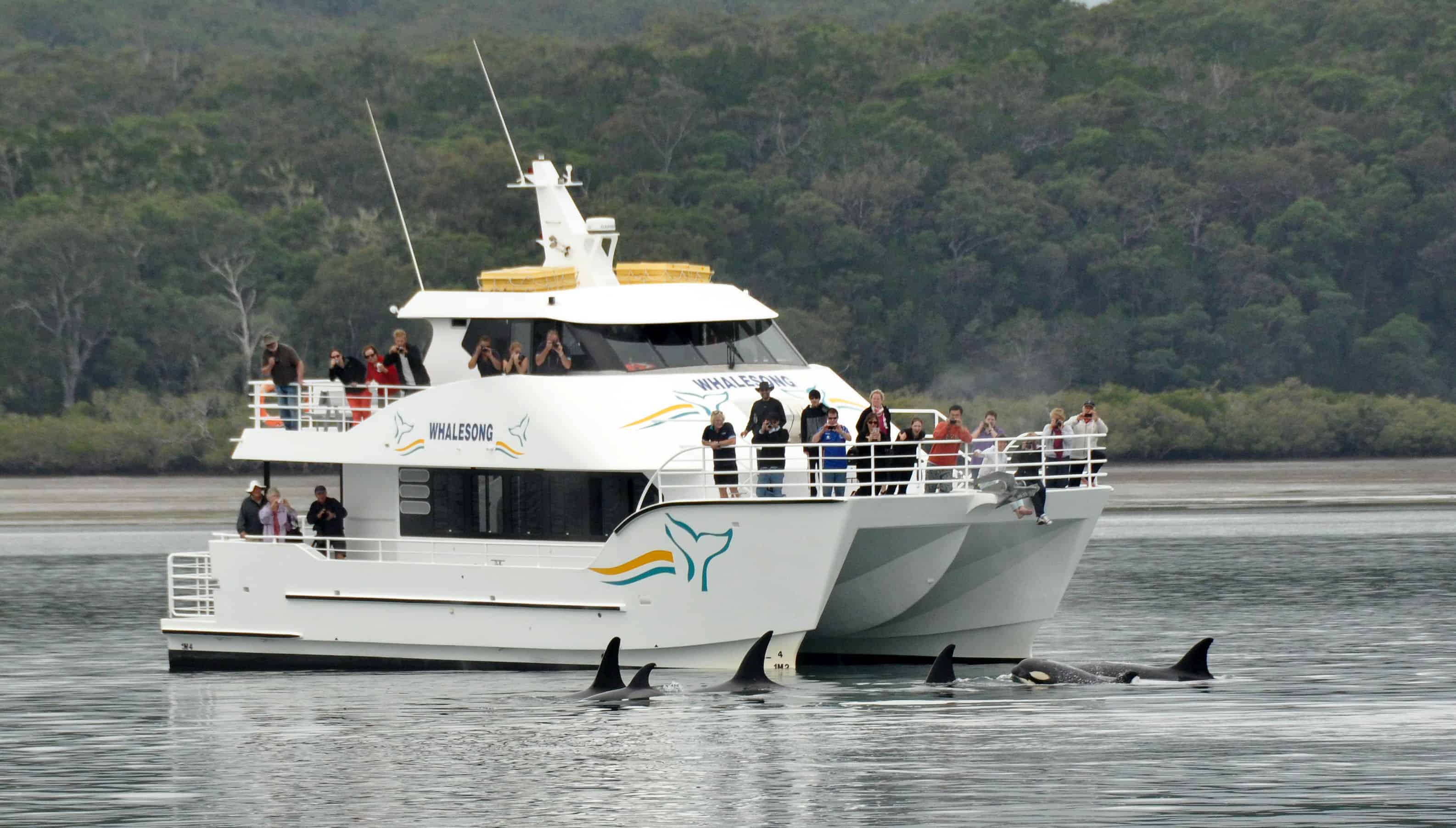 whalesong cruises hervey bay queensland