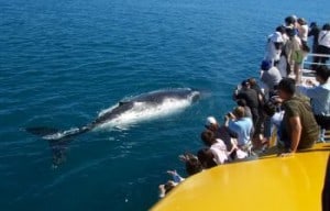 6 Viewing decks spread over 5 spacious levels - Perfect for photo opportunities of whales, Fraser Island, turtles, dolphins, sea birds etc