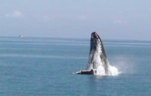 See the whales on the Quick Cat II Whale Watching tour