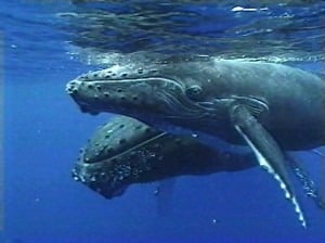 See the humpback whales underwater with the Underwater Viewing Rooms