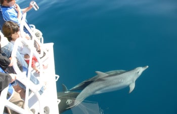 Spot dolphins on this Fraser Island cruise