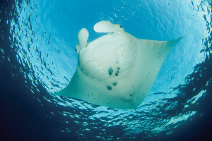 See manta rays and many more beautiful marine life on a Lady Elliot Island Day Trip