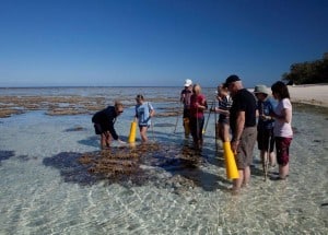 Lady Elliot Island Day Trip - Explore an Eco Resort and its surroundings