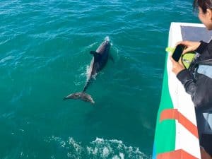 Spot dolphins and other marine life with Hervey Bay eco marine tours