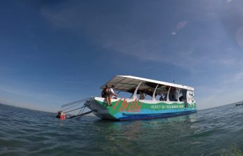 Enjoy a relaxed pace on this glass bottom boat experience with Hervey Bay Eco Marine Tours.