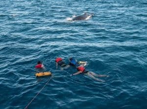 Swim with the whales is an option on the Quick Cat II Whale Watching tour