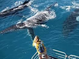 See the whales on Tasman Venture whale watching cruise