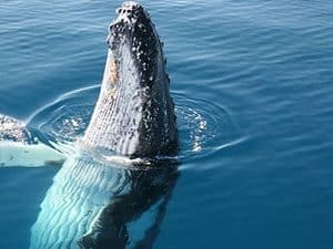 See the humpback whales onboard Tasman Venture's half day cruise