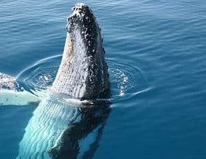 See the humpback whales onboard Tasman Venture's half day cruise