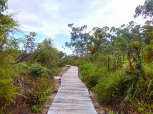 Stroll along decks walled with native flora at Kingfisher Bay Resort