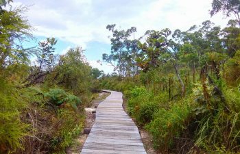 Stroll along decks walled with native flora at Kingfisher Bay Resort