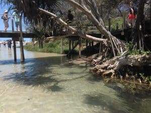 Creeks and rainforest aplenty on this Fraser Island tour