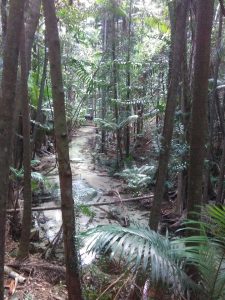 Gorgeous rainforest on this Fraser Island tour